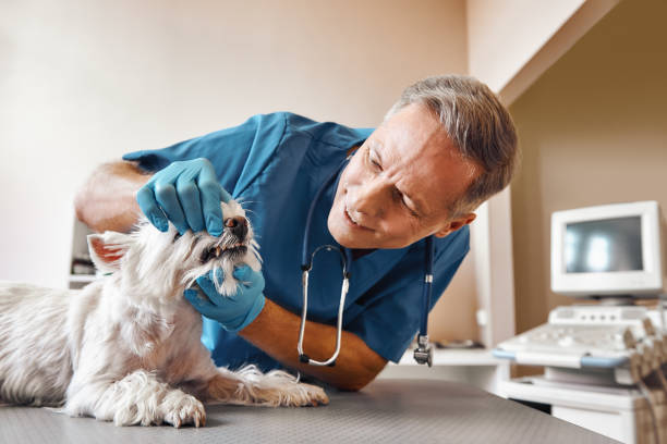 Best Weekend Emergency Dentist in Redland, MD